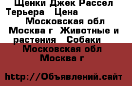 Щенки Джек Рассел Терьера › Цена ­ 30000-35000 - Московская обл., Москва г. Животные и растения » Собаки   . Московская обл.,Москва г.